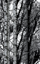 Load image into Gallery viewer, D-C-Fix 334-8028 Wood Premium Static Cling Window Film 26" x 59"